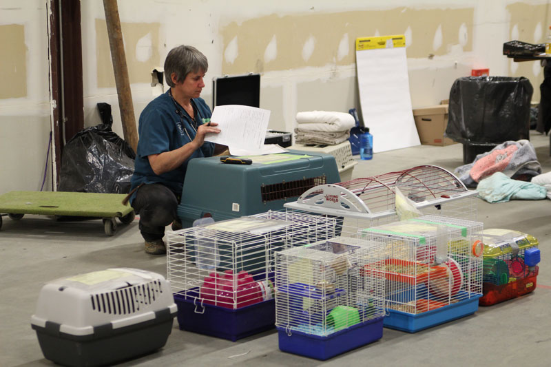 Volunteer veterinary teams take in all species of rescued animals.